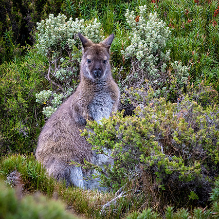 Bennet's Wallaby, Ben Lomond -2
