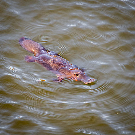 Duck Billed Platypus -1