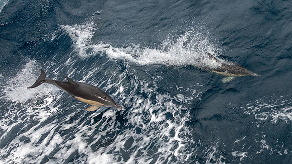 Common Dolphins, Freycinet NP -2