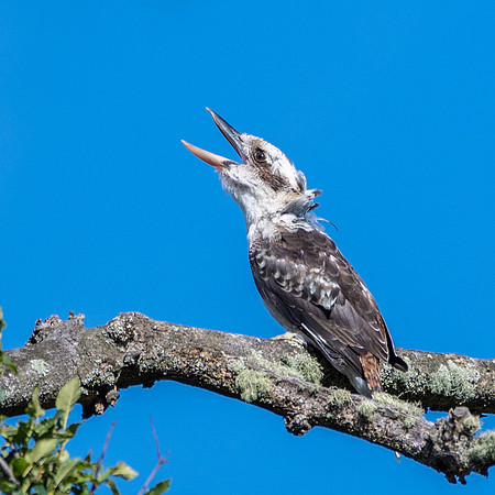 Kookaburra -2