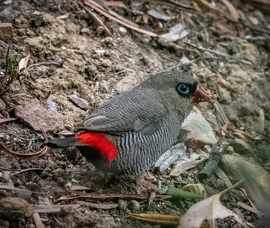 Beautiful Firetail