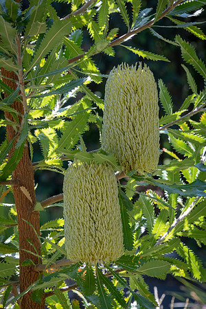 Royal Tasmanian Botanical Gardens - Banksia