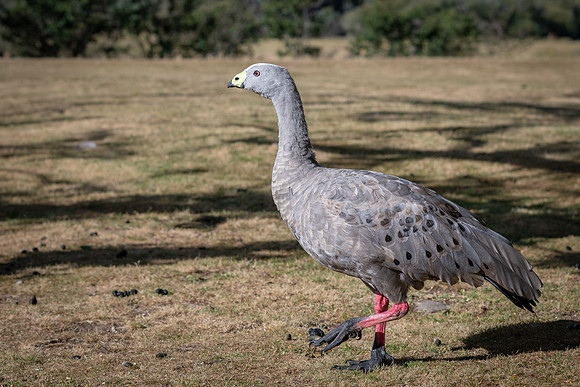 Cape Barren Goose -2