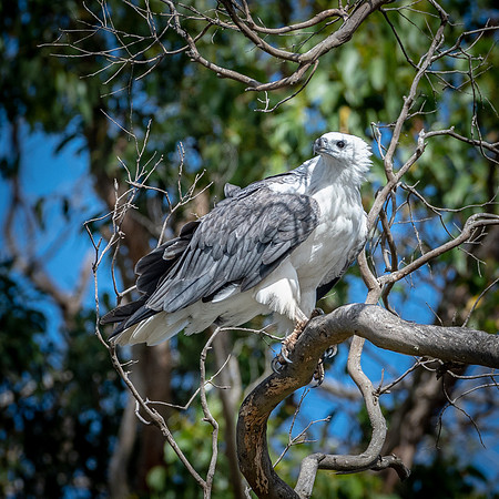 Sea Eagle, Arthur River -1