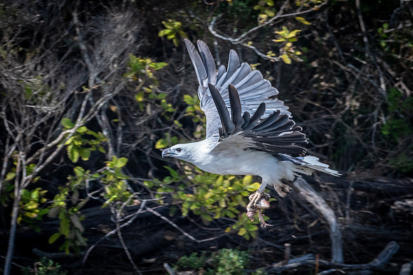 Sea Eagle, Arthur River -3