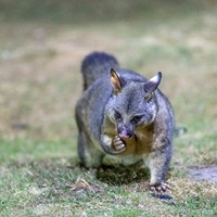 Brush-tailed Possum -5