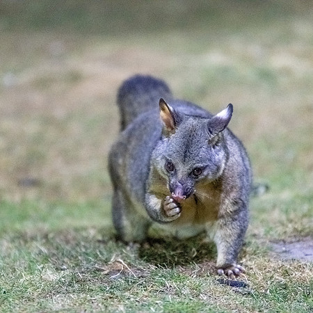 Brush-tailed Possum -5