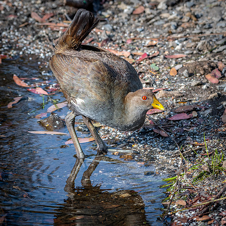 Tasmanian Native Hen -2