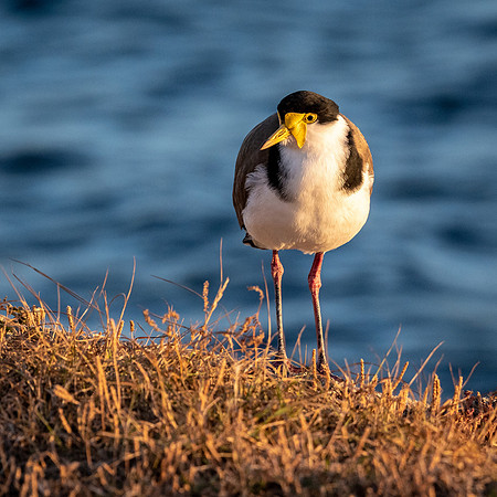 Masked Lapwing -3
