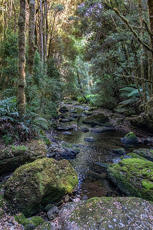 Forest Stream