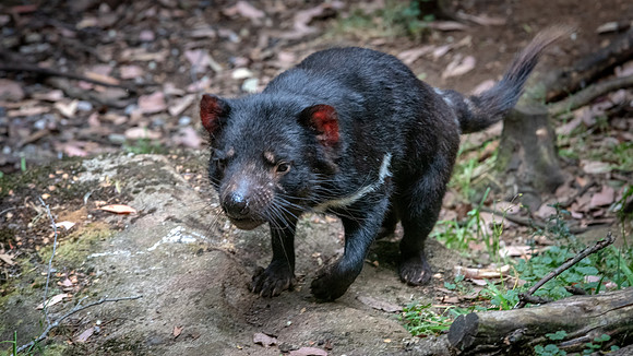 Tasmanian Devil - 3