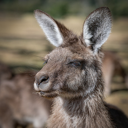 Eastern Grey Kangaroo (Forester Kangaroo) -3