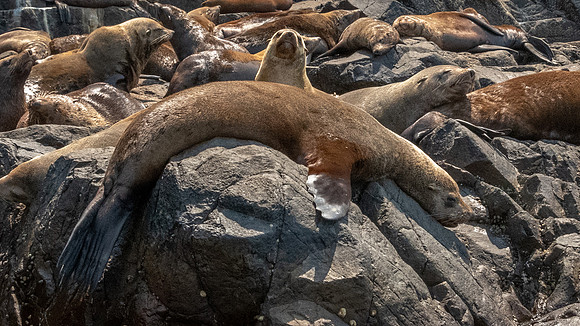 Australian Fur Seals, Bruny Island -5