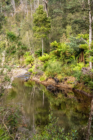 Fern Glade Reserve, Burnie - 3