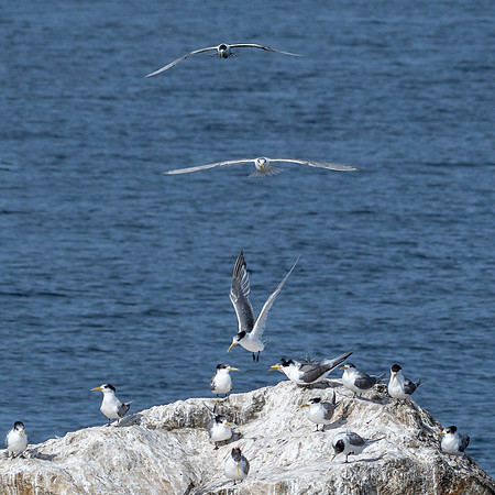 Crested Terns, Macquarie Heads - 2