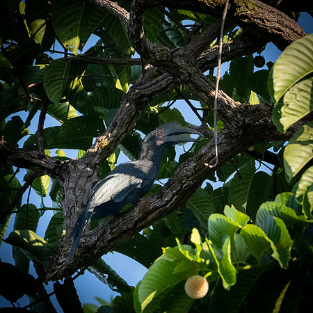 Bushy Credted Hornbill