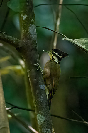 Olive-backed Woodpecker ♀