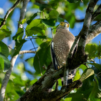 Crested Serpent Eagle -1