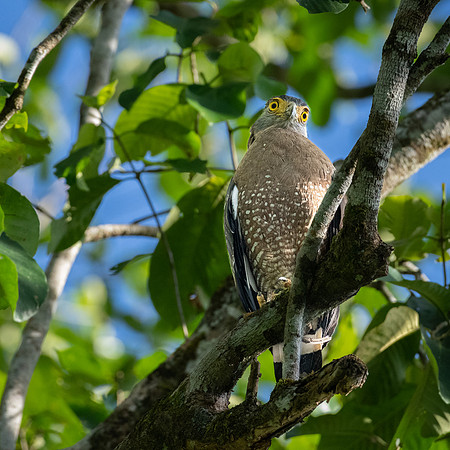 Crested Serpent Eagle -1