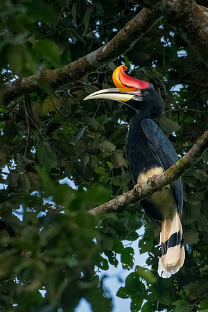 Rhinocerous Hornbill -2