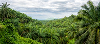 Palm Oil Plantations