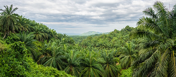 Palm Oil Plantations