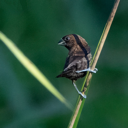 Dusky Munia