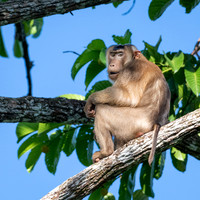 Pig-tailed Macaque -2