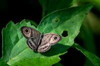 Malayan Fivering