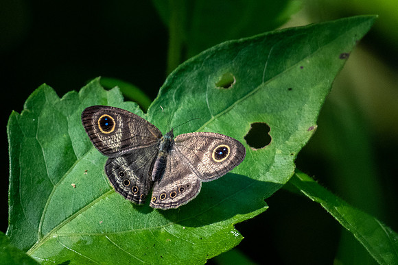 Malayan Fivering