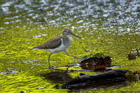 Common Sandpiper