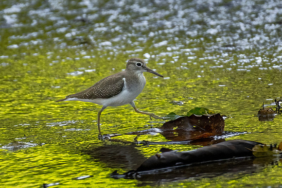Common Sandpiper