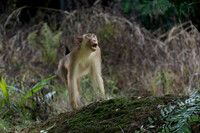 Pig-tailed Macaque -1