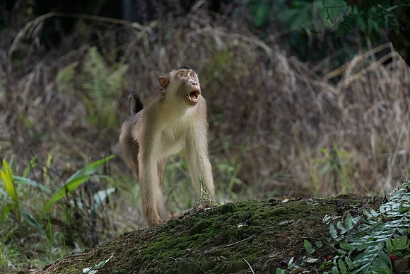 Pig-tailed Macaque -1
