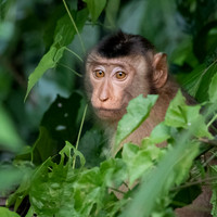 Pig-tailed Macaque -4