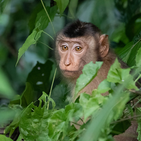 Pig-tailed Macaque -4