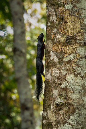 Prevost's Squirrel -2