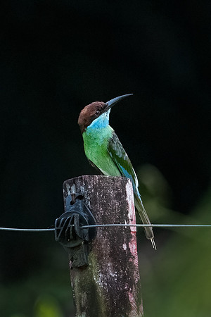 Blue-throated Bee-eater