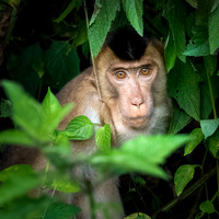 Pig-tailed Macaque -3