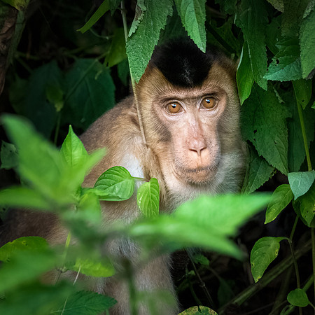 Pig-tailed Macaque -3