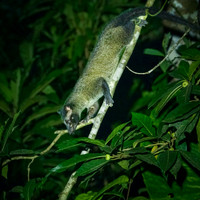 Palm Civet