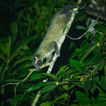 Palm Civet