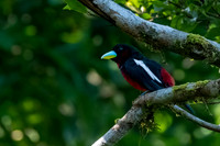 Black and Red Broadbill -2