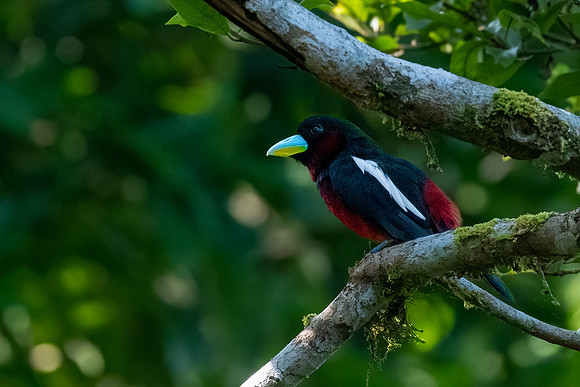 Black and Red Broadbill -2