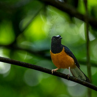 White-crowned Sharma -1