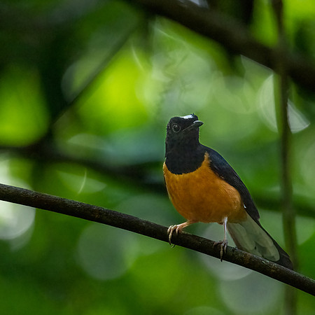 White-crowned Sharma -1