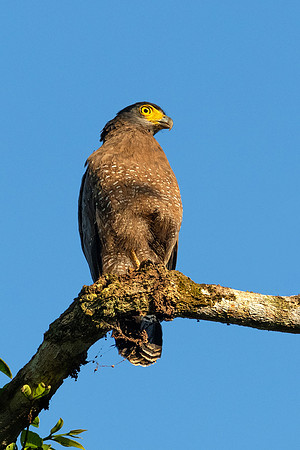 Crested Serpent Eagle -2