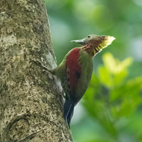 Crimson-winged Woodpecker
