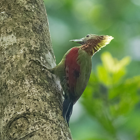 Crimson-winged Woodpecker