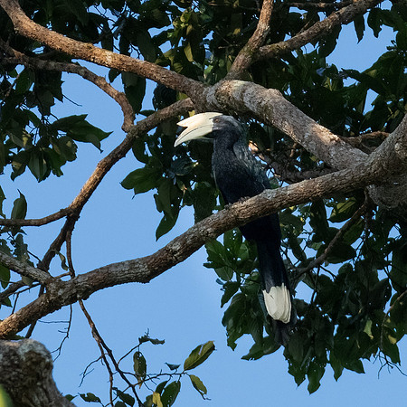 Black Hornbill